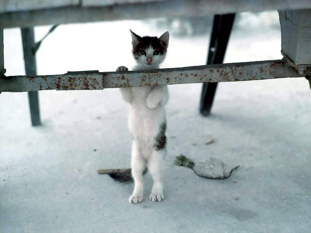 Gatti (153)